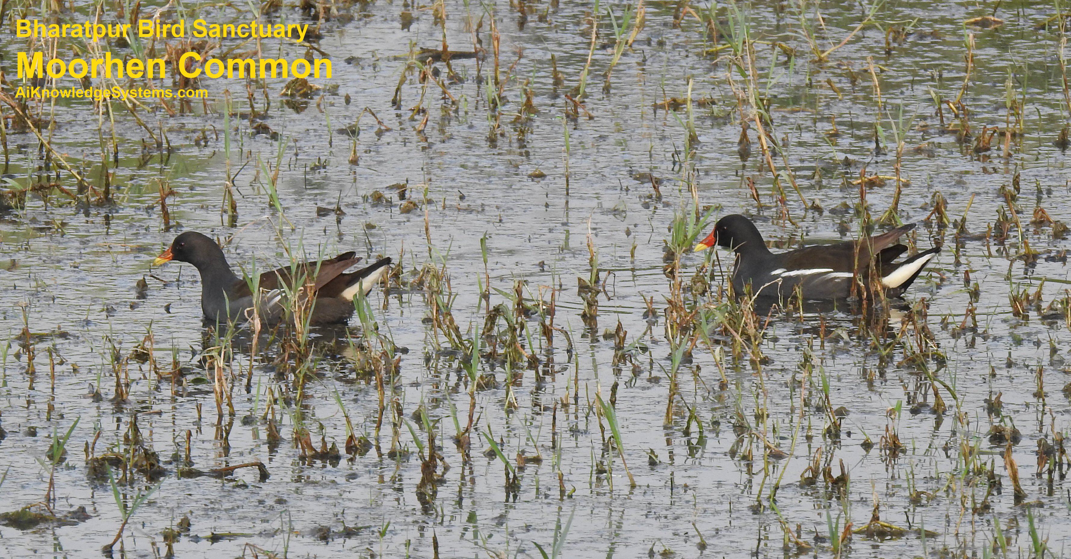 Moorhen Common (13) Coming Soon